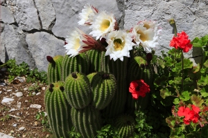 Kvetoucí kaktusy